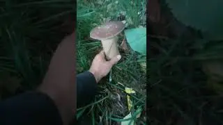 БЕЛЫЙ ГРИБ ОООООООООО