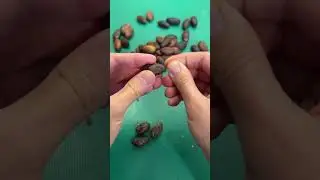 Kakao meyvesinden kendi çikolatamı yaptım! Cacao fruit chocolate  