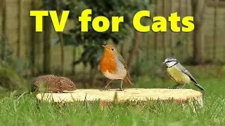 Cat TV ~ Videos for Cats to Watch Birds and Mice ⭐ 8 HOURS ⭐