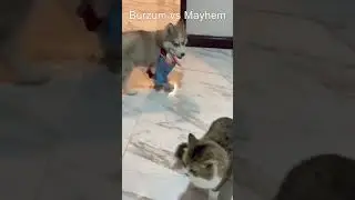 Burzυm Vs Mayhem (dog Vs cat parody)