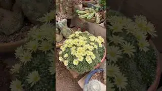 Cactus flowers too many to count. Specimen hour in Arizona. #cactusquest