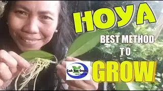 GROWING HOYA IN SOIL AND WATER | 3 Methods to Propagate Hoya