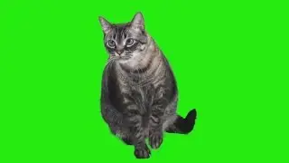 Green screen cat