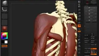 Anatomy in ZBrush 4