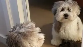 Dogs vs Mirror: Mare Poo-Ton Reaction in Front of Mirror