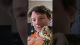 Kitten interrupts livestream