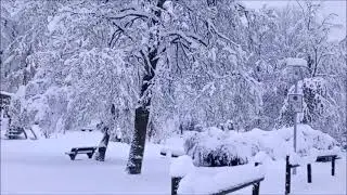 Начало зимы в Германии.Нас завалило,засыпало снегом.2 .12 .2023.