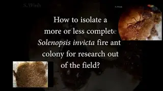 How to isolate red fire ant colonies in the field, my reasearch (USA), News about colonies in Sicily