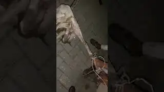 where is the humanity 😭 guys in old gurgaon this stupid guy did this in old gurgaon #dog #petain