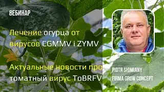 Лечение огурца от вирусов CGMMV and ZYMV