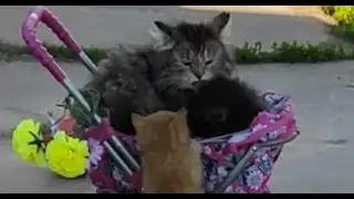 Родители учат детей папа кот мама кошка и котята 😻 cats and kittens