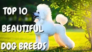 TOP 10 BEAUTIFUL DOG BREEDS. YOU WILL LOVE THEM.