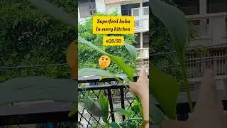 It's a superfood baba today 🤤#shortsfeed #food #superfood #shortsvideo