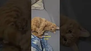 КОТ РЫЖИК В КЛИНИКЕ И ВСЁ ЕЩЁ НИЧЕЙ