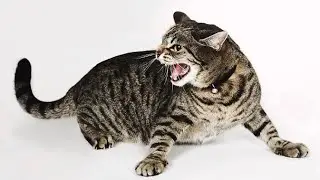 Billi Ki Awaaz | Cat Voice | बिल्ली की आवाज | Billi Ki Awaz Wali Video | Billi ki Awaj Khatarnak