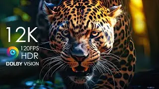 WILDLIFE ANIMAL OF AFRICA - 4K UHD 60fps Dolby Vision - Claming Music