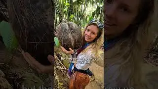 This Coconut Weighs Over 15 kg (biggest in the world)! - #Africa #Travel #traveltips #cocodemer