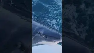 GREAT WHITE SHARK BITES SAILBOAT 😱