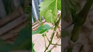 Виноград сорта 