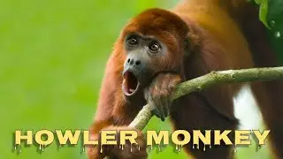 Howler monkey sound