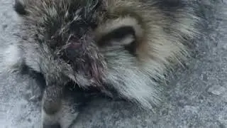В Благовещенске на улице обнаружили зверя, похожего на енота