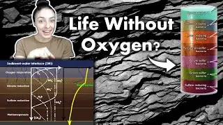 Life in Oxic, Suboxic, & Anoxic Sediments (Yes, Some Life Doesn't Require Oxygen!) | GEO GIRL