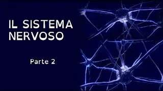 SISTEMA NERVOSO CENTRALE - (parte 2)