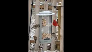 Beautiful Cardinals and NOT a squirrel proof feeder