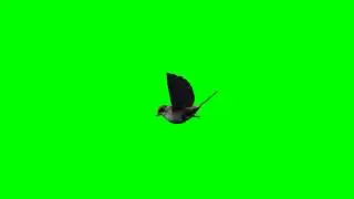 Flying bird - sparrow - free green screen effects - free use