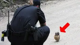 Baby Owl Was Pleading for Help. People Were Shocked When They Realized What Was Wrong…