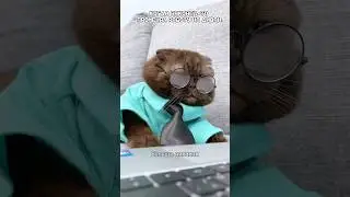 Больше никаких дедлайнов #питомцы #cat
