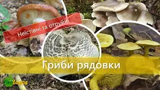 Гриби рядовки. Неїстівні та отруйні гриби