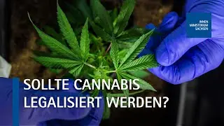 Impulse zur geplanten Cannabis-Legalisierung