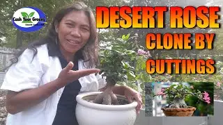 How To Grow Adenium From Cuttings | Desert Rose From Cuttings | Fogponics