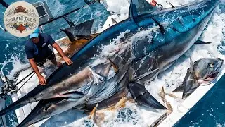 How Chef Cuts a Giant Marlin to Make Sashimi  Worth Over $10,000 | Marlin Fish Cutting Skills