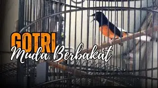 MURAI MUDA BERBAKAT 