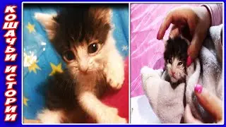 Мэйсон: Лечим Ушки и Приучаем Есть из Блюдца. Как мы Выхаживали Крошечного Котенка