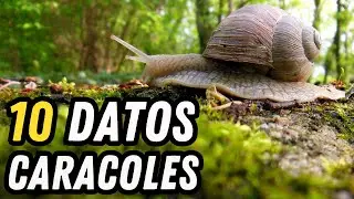 10 Datos Curiosos de los Caracoles - ¿En verdad son tan lentos?