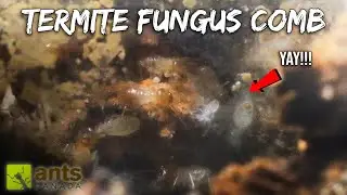 My TERMITE COLONY Finally Builds a FUNGUS COMB