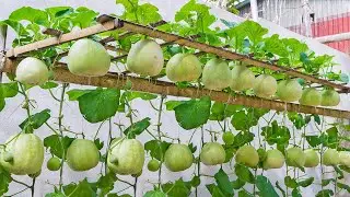 Easy and Effective - how to grow Honeydew Melon at home and harvest every day