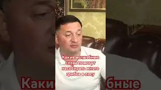 Какие волшебные слова помогут насобирать много грибов в лесу?