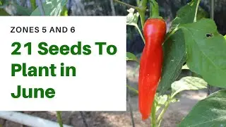 21 Seeds you can still plant in June - [Zones 5 and 6]