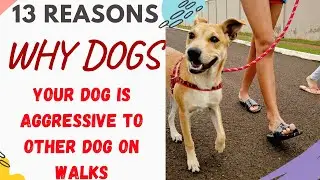 Why Is My Dog Aggressive To Other Dogs On Walks (and What to do to stop it)