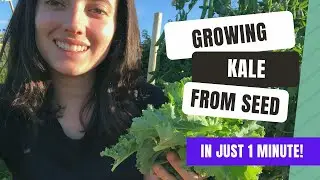 How To Grow Crunchy Kale From Seed In Your Garden