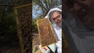 fresh honey 🐝🍯
