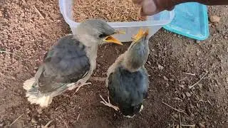 how to raise starlings