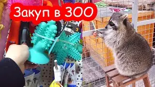 Закупка в зоомагазине. Лимону понравились игрушки