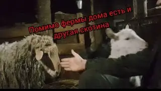 Помимо фермы есть и другая скотина дома