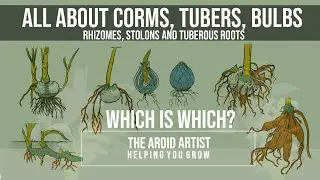 What is a Bulb, Corm, Tuber, Rhizome, Tuberous Roots: Confused? Not anymore!