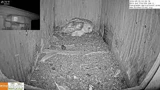 Congrats, the 4th barn owl egg was laid in LIVE Barn Owl Cam 2